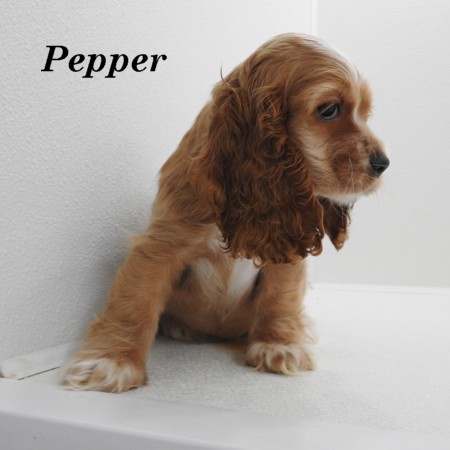 puppy, for, sale, Cocker Spaniel, Joe & Cherri  Overlease, dog, breeder, Miller, MO, dog-breeder, puppy-for-sale, forsale, nearby, find, puppyfind, locator, puppylocator, aca